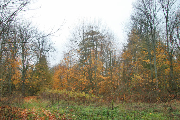  - Manor park . In the park