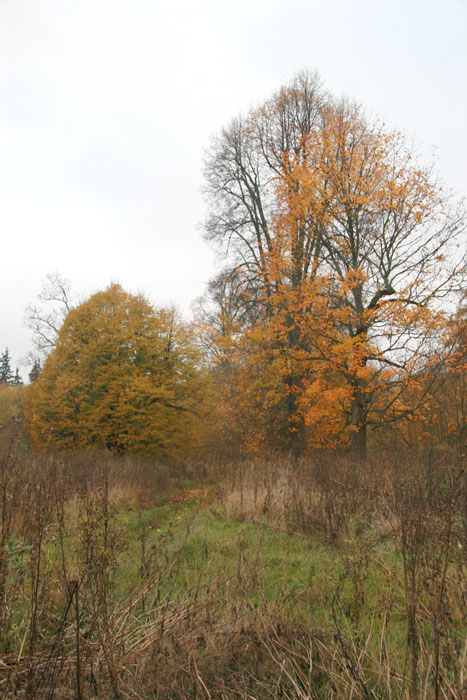  - Manor park . In the park