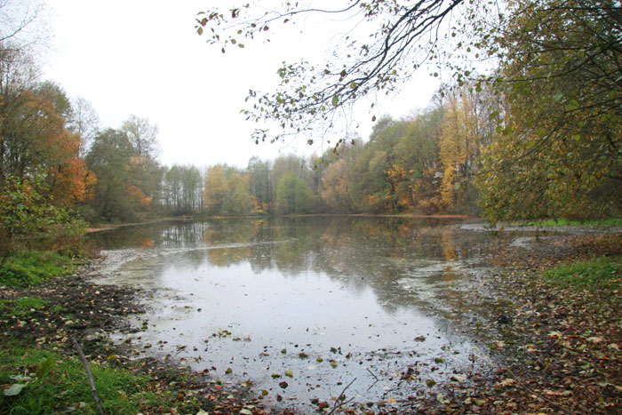  - Manor park . The pond