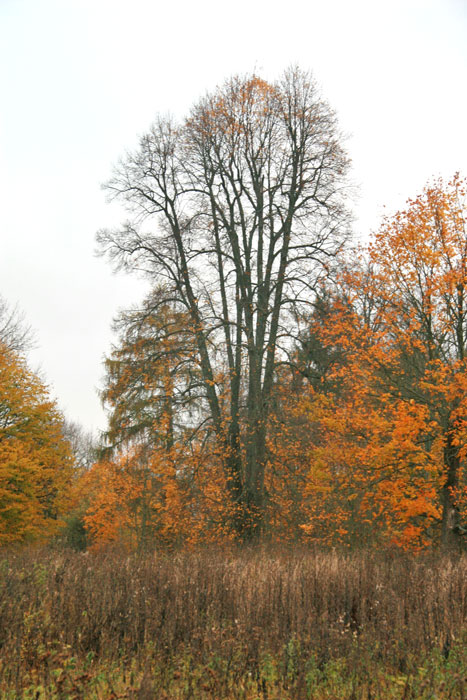  - Manor park . In the park