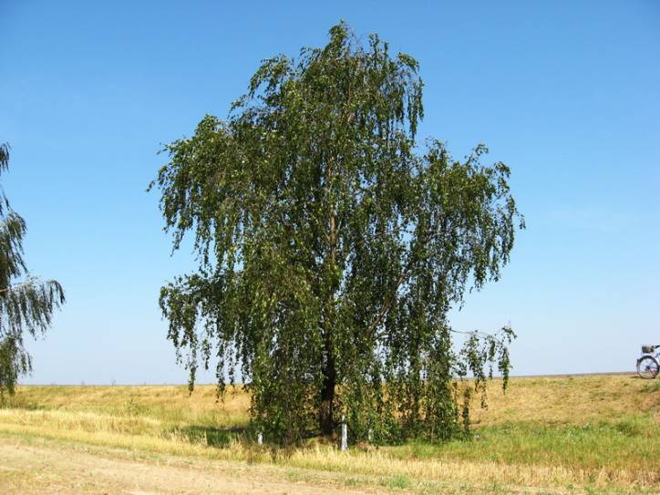 Bezdzież. We wsi 