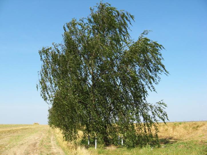 Bezdzież. We wsi 
