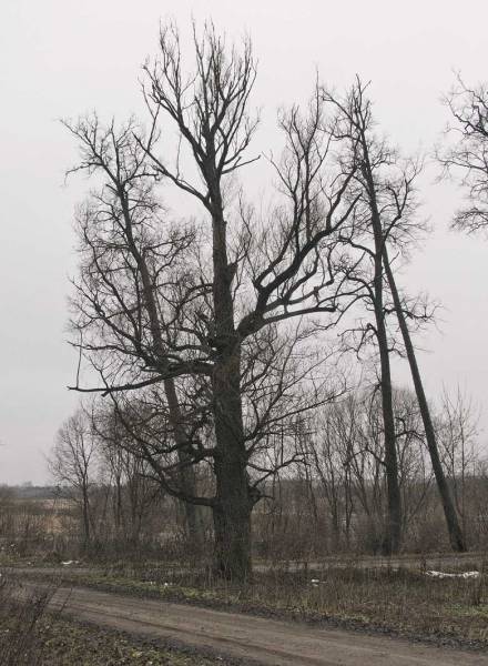 Высокое. Усадебно-парковый ансамбль Макшицких