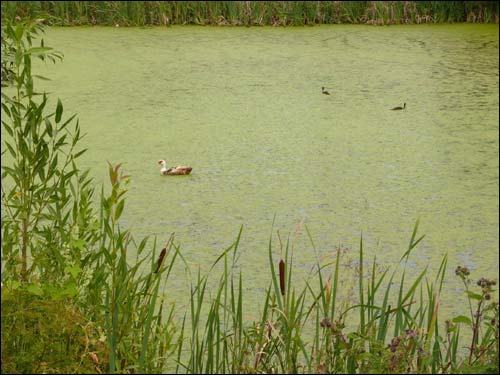 Bačejkava. Landscapes 