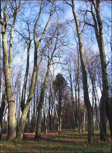 Dwór Nizhołów. Zespół dworsko-parkowy 