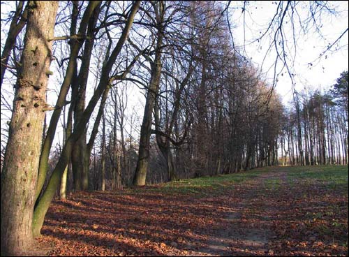 Dwór Nizhołów. Zespół dworsko-parkowy 