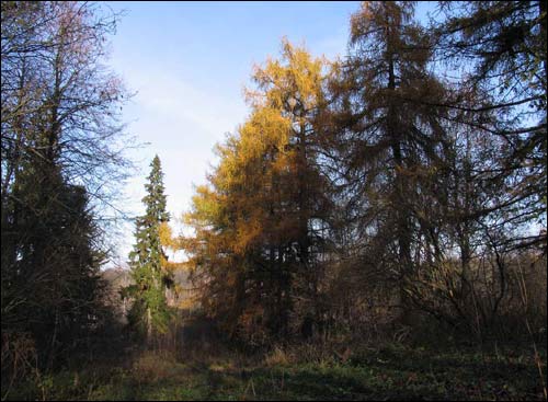 Dwór Nizhołów. Zespół dworsko-parkowy 