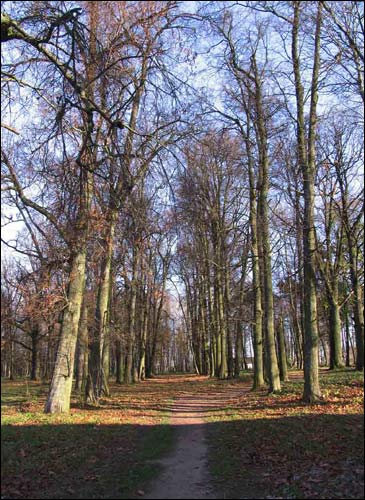 Dwór Nizhołów. Zespół dworsko-parkowy 