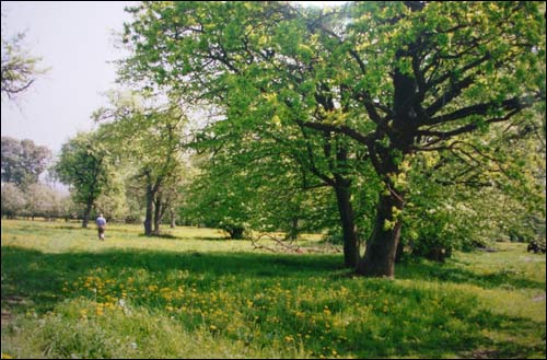 Socha (Załuże). Park dworski Wysłouchów