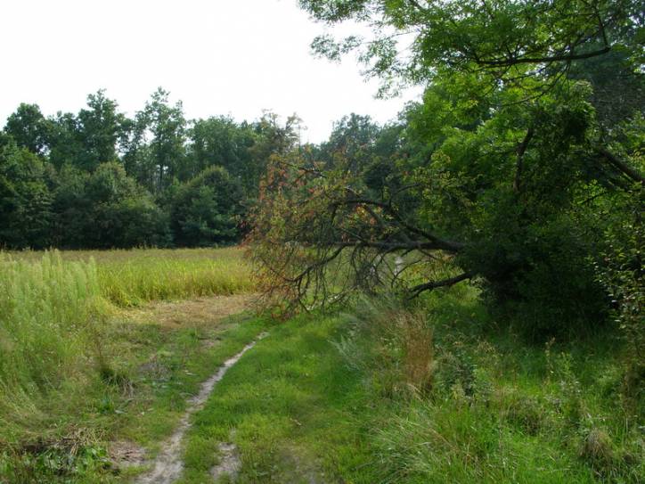 Suliczewo. Park dworski Hrudkowicze
