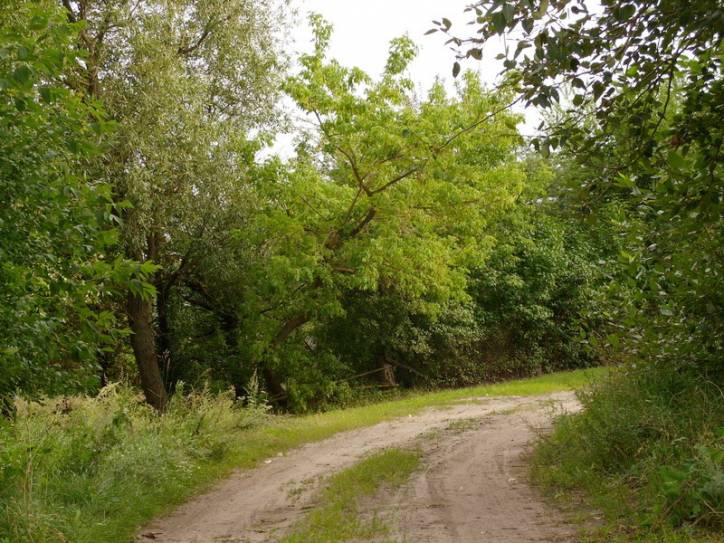 Suliczewo.  Park dworski Hrudkowicze