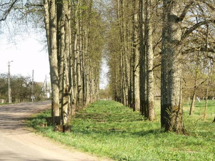 Biarozaŭka. Manor park 