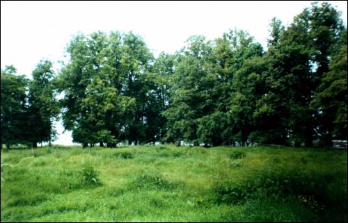  - Manor park of the former Słavinski manor-place. Fragment of park