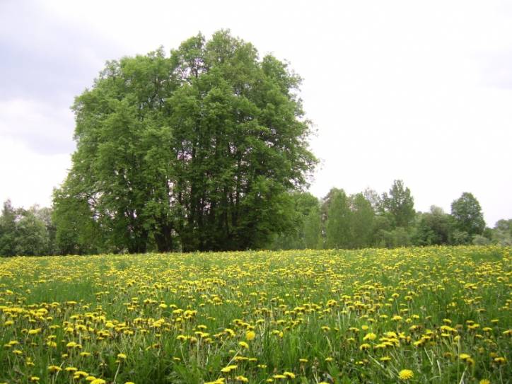  - Manor park . 