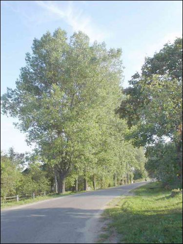 Janušova. Manor park of the Rudaminy former Manor-place