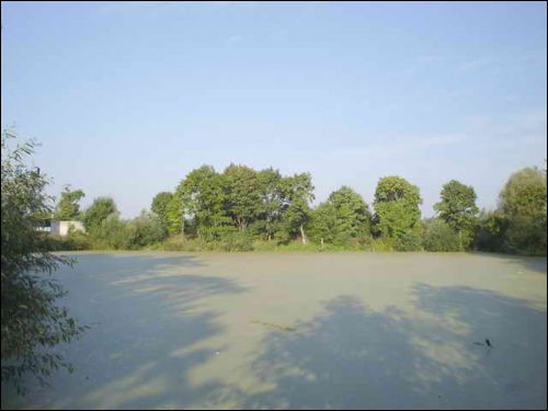 Janušova. Manor park of the Rudaminy former Manor-place