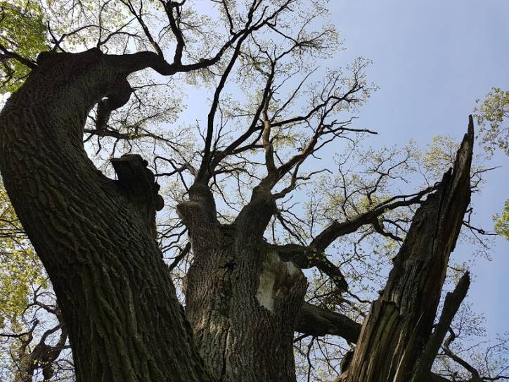  - Сядзібна-паркавы ансамбль Дамейкаў. 