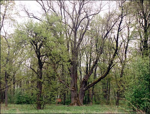 Сітцы. Сядзібна-паркавы ансамбль Дамейкаў