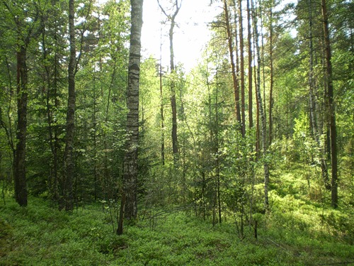 Vaŭkałata. In the village