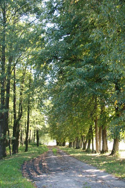  - Manor of Padareŭski. Alley