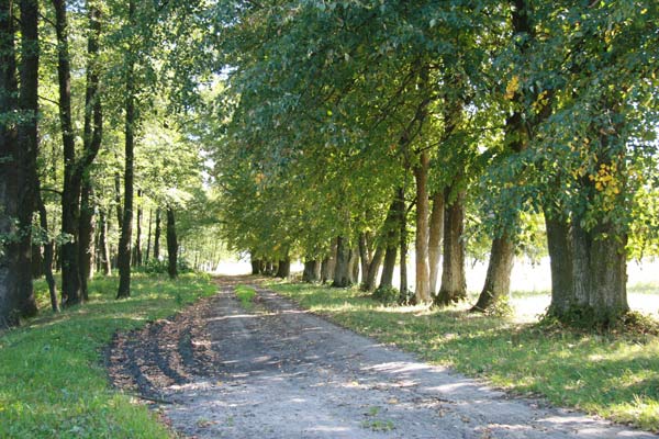  - Manor of Padareŭski. Alley