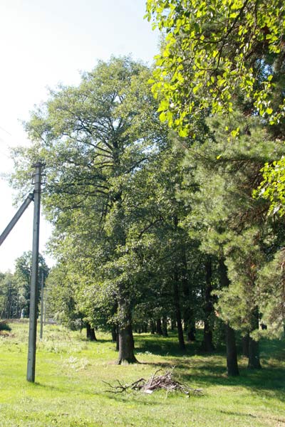  - Manor of Padareŭski. 