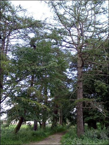 Psuja. Park dworski 