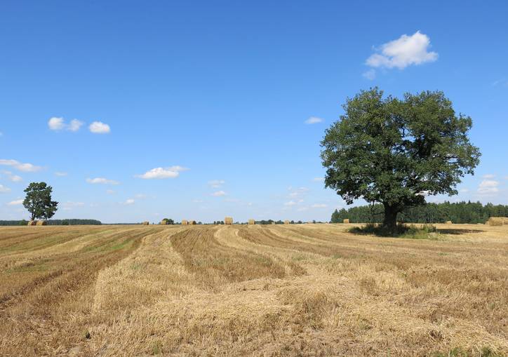 Psuja. Landscapes 
