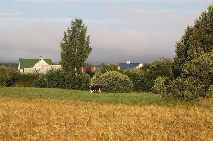 Psuja. Landscapes 