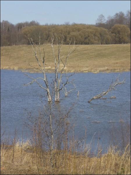 Стасево |  Пейзажи . Деревья стоят в воде... раньше там можно было ходить..