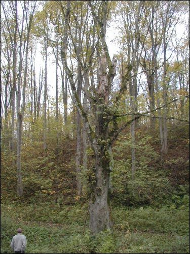  - Прысядзібны парк пры былой сядзібе Абрамовічаў. Куток парку