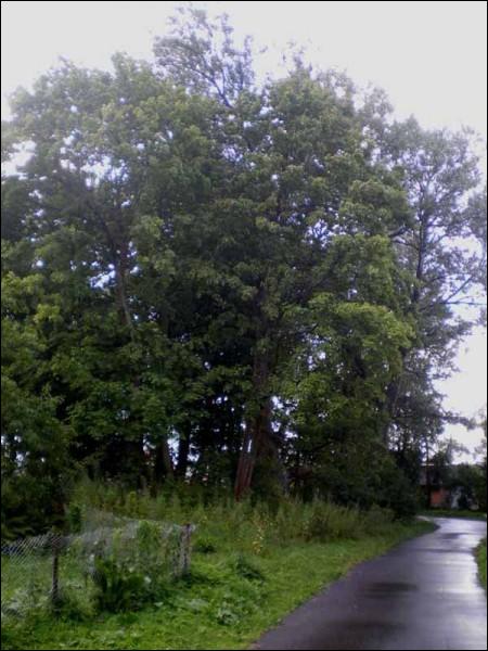 Rudnia. Manor park 