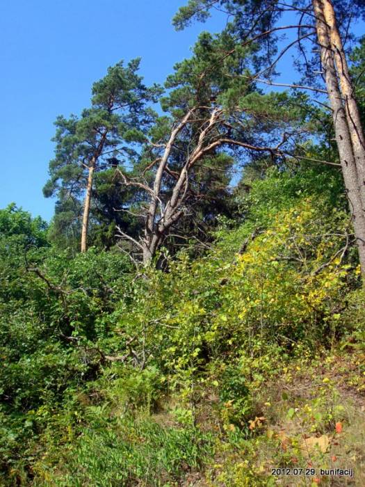 Turoŭla. Site of ancient settlement 