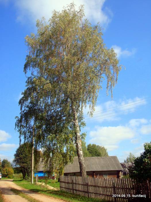 Apanaskavičy. Landscapes 