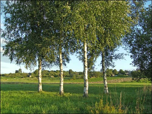  - Krajobrazy . Widok od jeziora na wioskę Słoboda