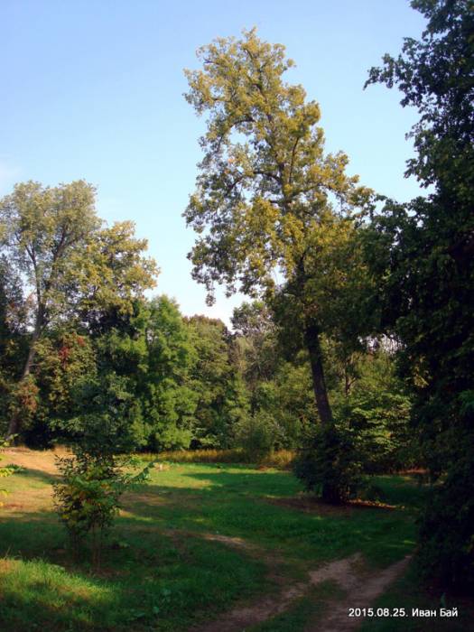 Сар'я. Прысядзібны парк пры былой сядзібе Лапацінскіх