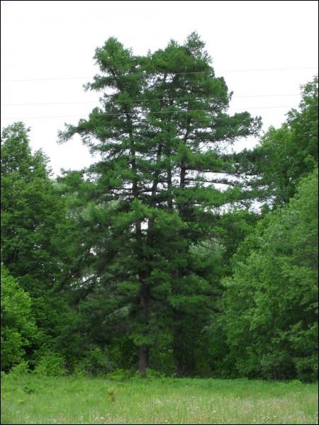 Чырвоны Двор. Прысядзібны парк 