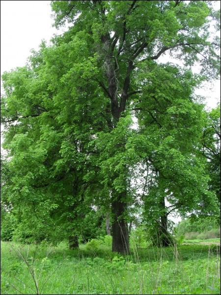Чырвоны Двор. Прысядзібны парк 