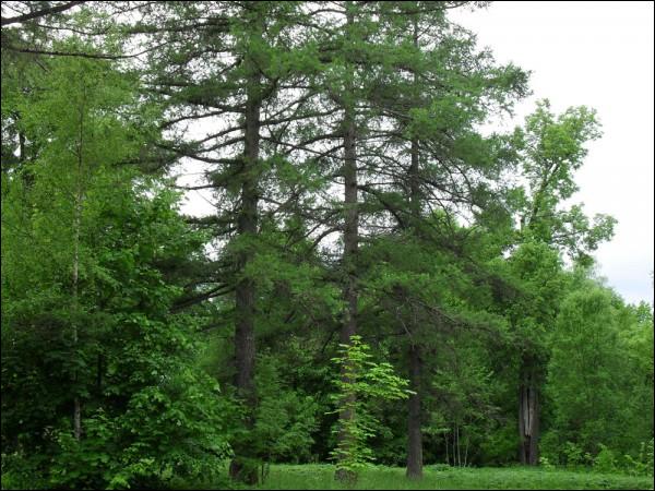 Чырвоны Двор. Прысядзібны парк 