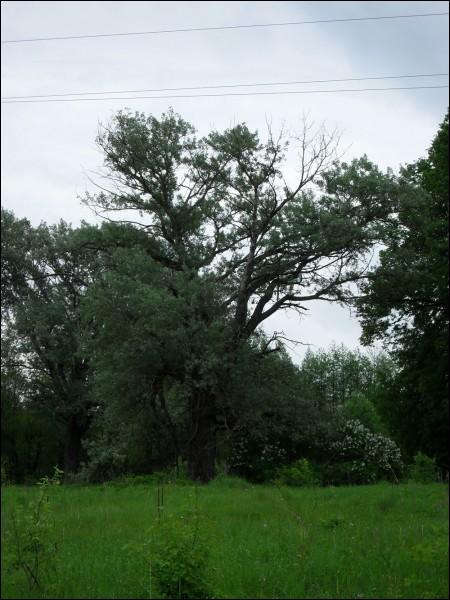 Чырвоны Двор. Прысядзібны парк 