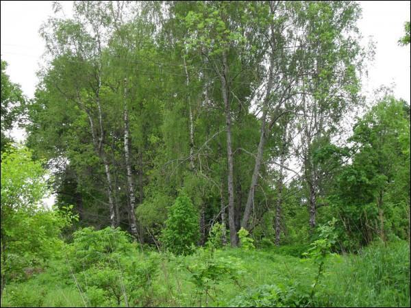 Чырвоны Двор. Прысядзібны парк 