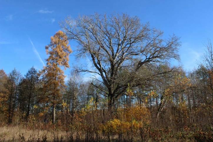 Чырвоны Двор. Прысядзібны парк 