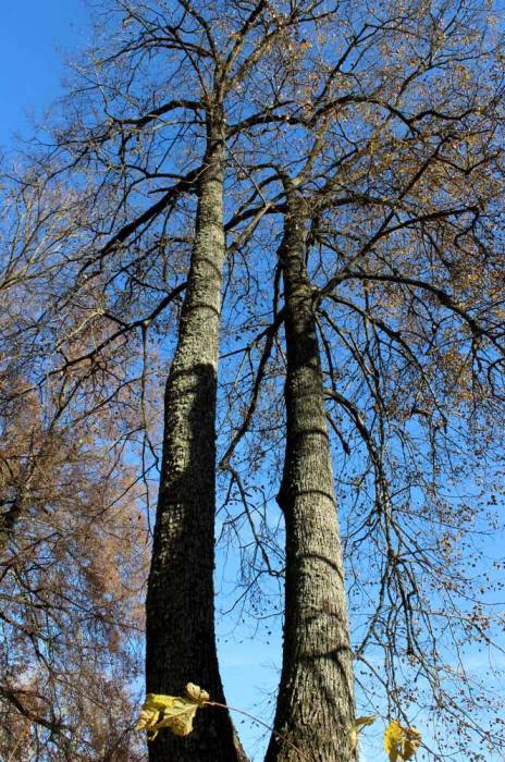 Чырвоны Двор. Прысядзібны парк 