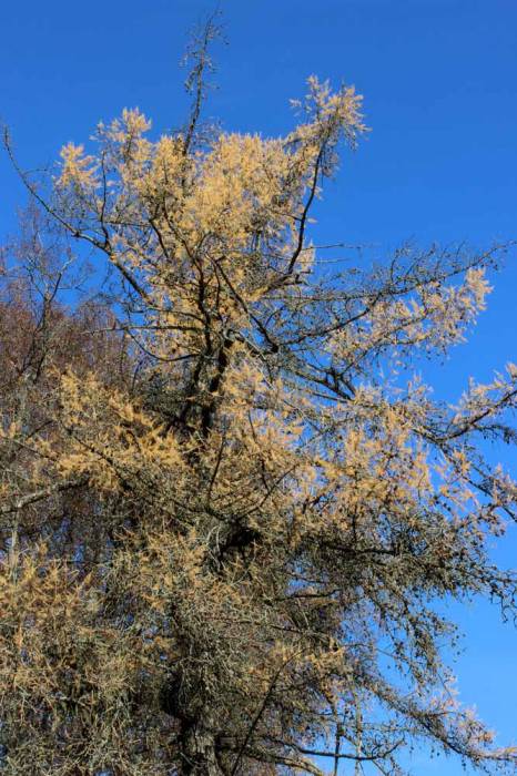 Чырвоны Двор. Прысядзібны парк 