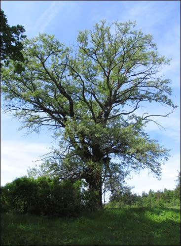 Чырвоны Двор. Прысядзібны парк 
