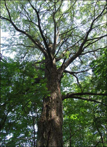 Чырвоны Двор. Прысядзібны парк 