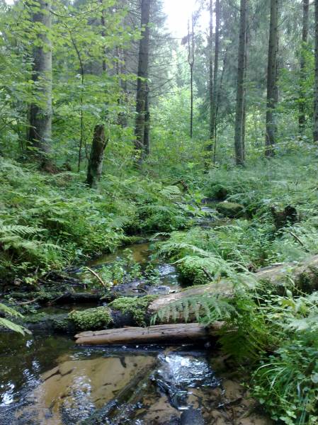 Сасноўка. Краявіды 