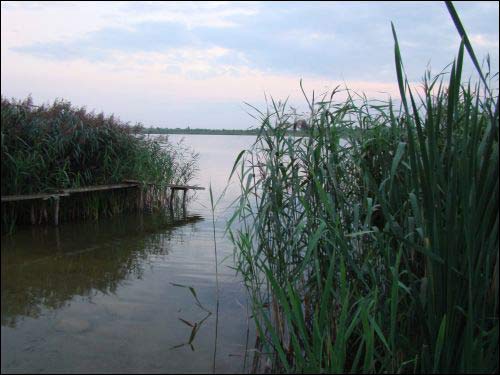 Мілюнцы (Пеліканы). Краявіды 