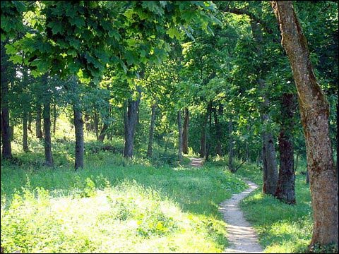  - Dwór Giedrojców. Park