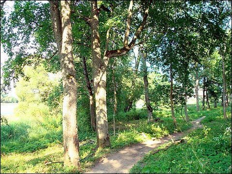  - Dwór Giedrojców. Park